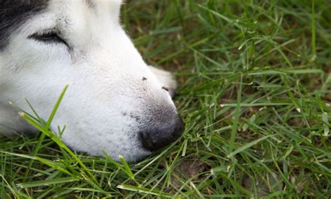 犬 勃起|【獣医師監修】犬のペニス（生殖器・陰茎…